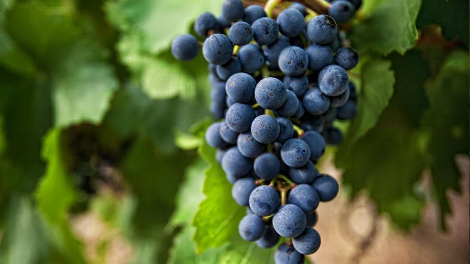 Foreign investors seek to grow grapes in Dodoma - Jihabarishe