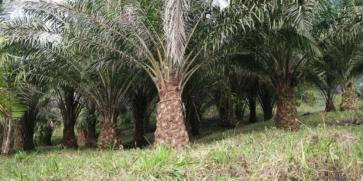 State Exerts More Pressure To Boost Palm Oil Cultivation In Dodoma ...