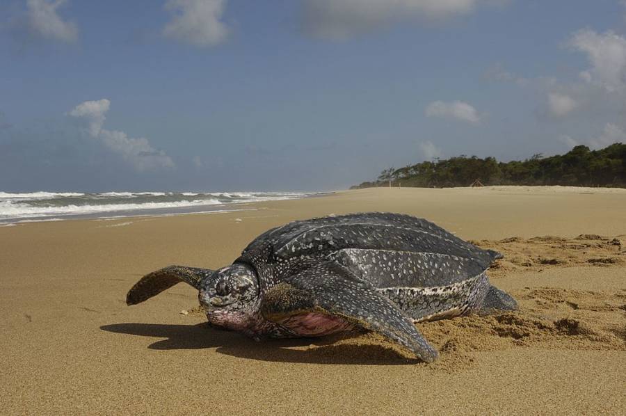 Sea turtle meat may be poisonous - Marine experts - Jihabarishe